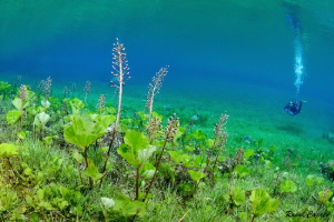 Diving in the meadow by Raoul Caprez 